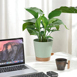 Ghivece de flori, 6 bucăți, 12,7 cm, jardiniere cu auto-udare, drenaj ridicat, ghivece de flori pentru interior și exterior, cu tavă rezervor și margine de udare, jardinieră de grădină, grădină