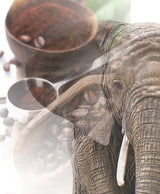 Jumbo Kaffee | Elefantenkaffee Maragogype (1000 g, Ganze Bohnen) - Die größten Bohnen der Welt, ohne Säure, extra mild