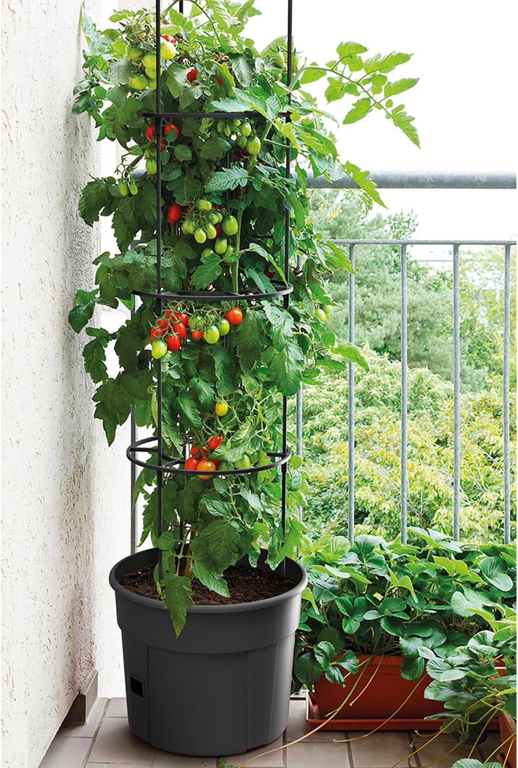 Ghiveci pentru răsaduri de roșii Prosperplast cu spalier – Jardinieră din plastic robust | Antracit | Rezistent la intemperii și UV | 29,5 x 115,2 cm | Ideal pentru grădină și terasă