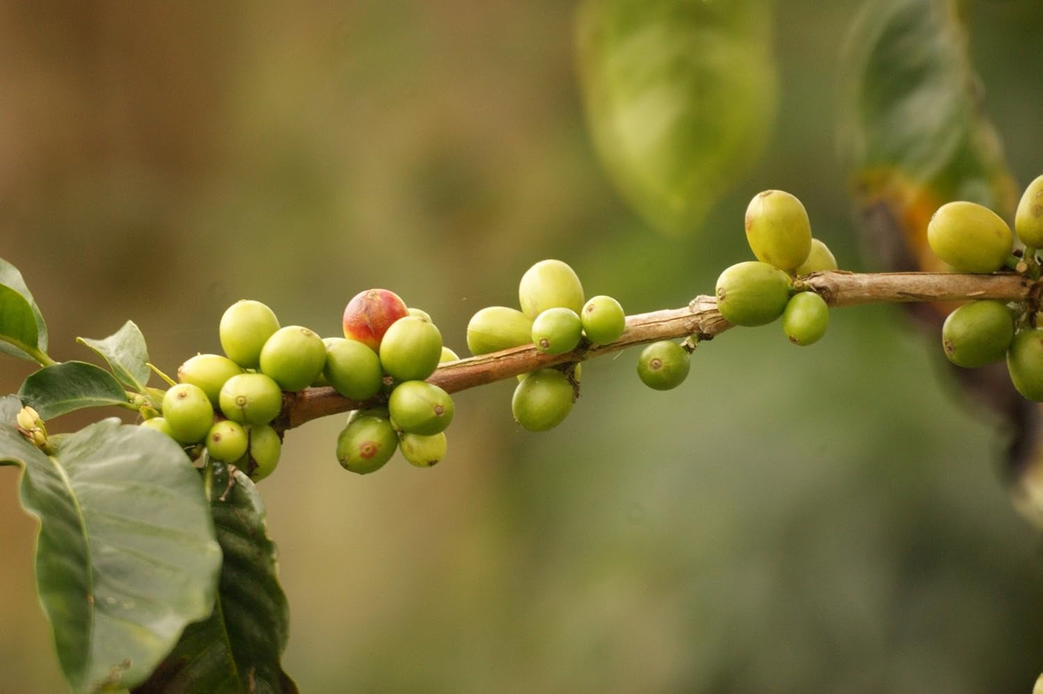 Kaffeespezialität Aus Mittelamerika - Guatemala, Dem Land Der Maya (Ganze Bohne,1000 Gramm) - Länderkaffee - Spitzenkaffee - Säurearm - Schonend Und Frisch Geröstet