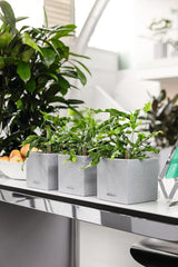 Cub de plante aromatice de înaltă calitate LECHUZA CANTO Stone 14 cu sistem de udare cu bețișor, gri piatră