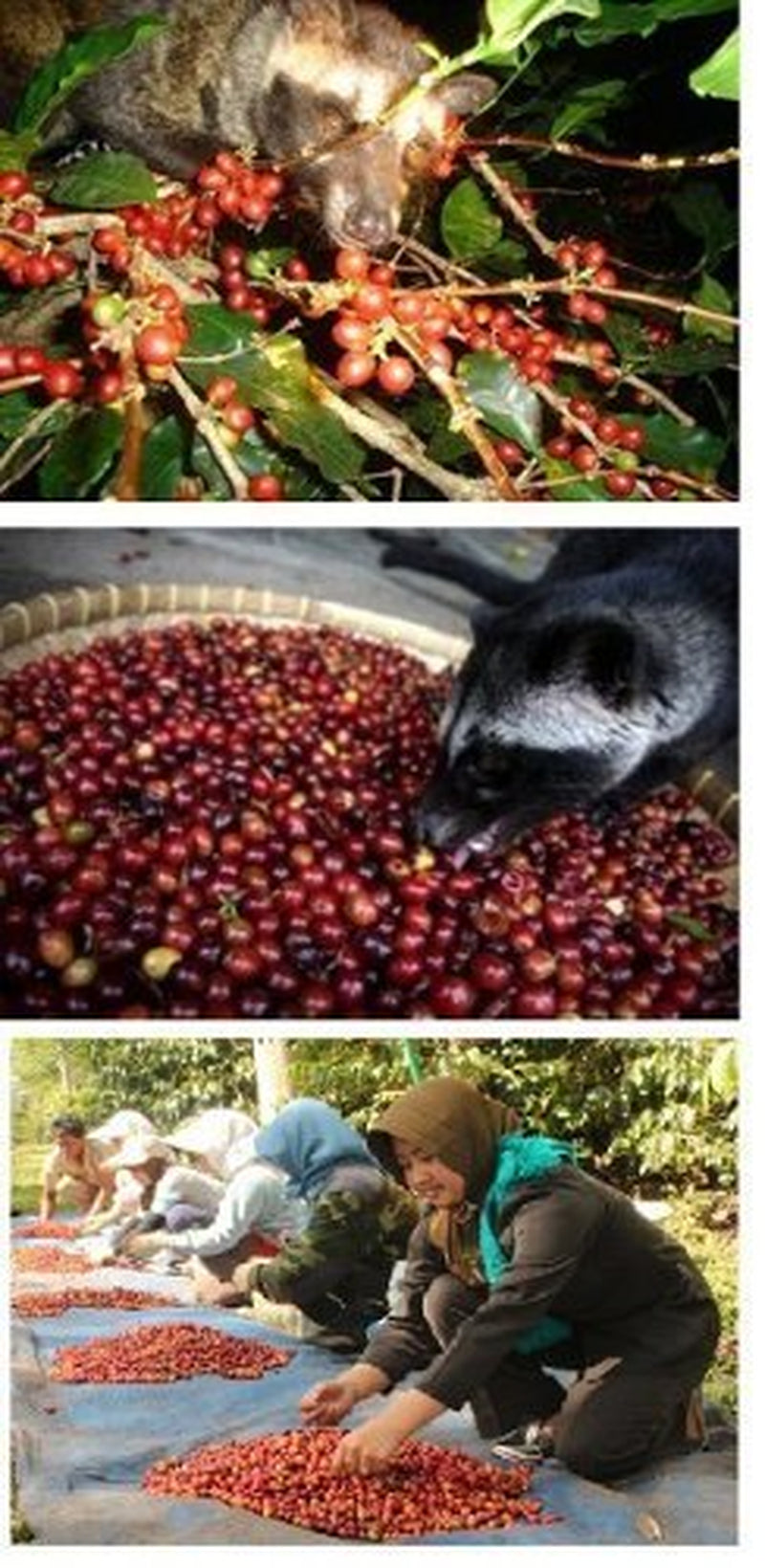 Kaffee Katzenkaffee Kopi Luwak Arabica (Von Freilebenden Tieren) Als Ganze Bohne (50 g)
