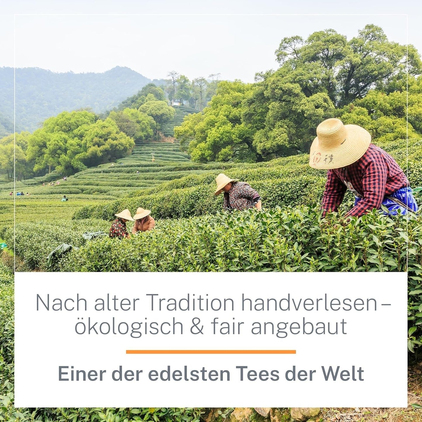 Ceai Oolong Ti Guan Yin Bio 100 g - Ceai Oolong de înaltă calitate, din China, de calitate bio - Wu Long (grad ceremonial) - Pentru iubitorii și cunoscătorii de ceai - Mycupoftea