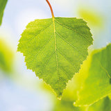 WELEDA Bio, Ulei de corp cu ulei de jojoba, întărește pielea si activează metabolismul pielii, 100 ml Duș și baie Naty Shop