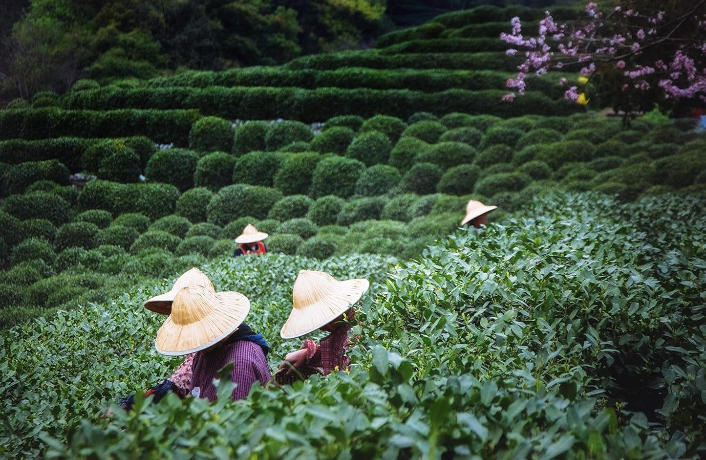 Ceai Oolong Tie Guan Yin din Anxi, China | Recolta 2025 | Ceai Oolong chinezesc de înaltă calitate | Ceai chinezesc premium din plantații tradiționale 100 g