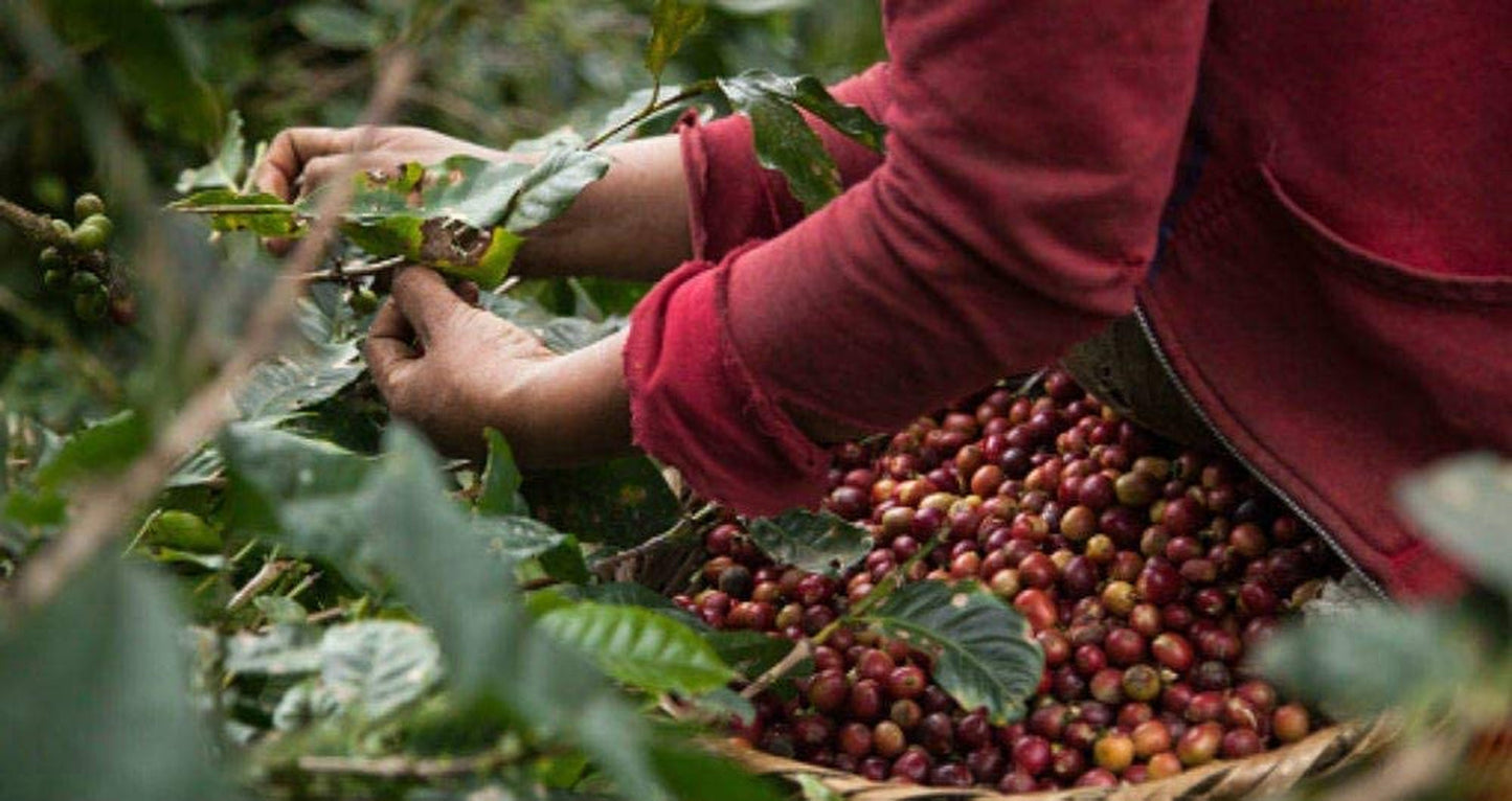 Boabe de cafea decofeinizate 1 kg natural 100% - Espresso Gust intens din Columbia și Brazilia.