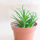 Ghiveci mic din plastic - diametru 12 cm, ușor și durabil, ideal pentru răsaduri, butași și plante de apartament - culoare aleatorie, Aléatoire