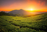 Ceai Oolong Tie Guan Yin din Anxi, China | Recolta 2025 | Ceai Oolong chinezesc de înaltă calitate | Ceai chinezesc premium din plantații tradiționale 100 g