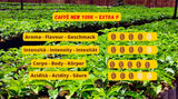 New York Coffee - EXTRA P - Boabe de cafea, gust puternic și hotărât, boabe Arabica și Robusta, pentru măcinare, espresso italian, amestec de bar - calitate superioară din 1930 - 1 kg, boabe