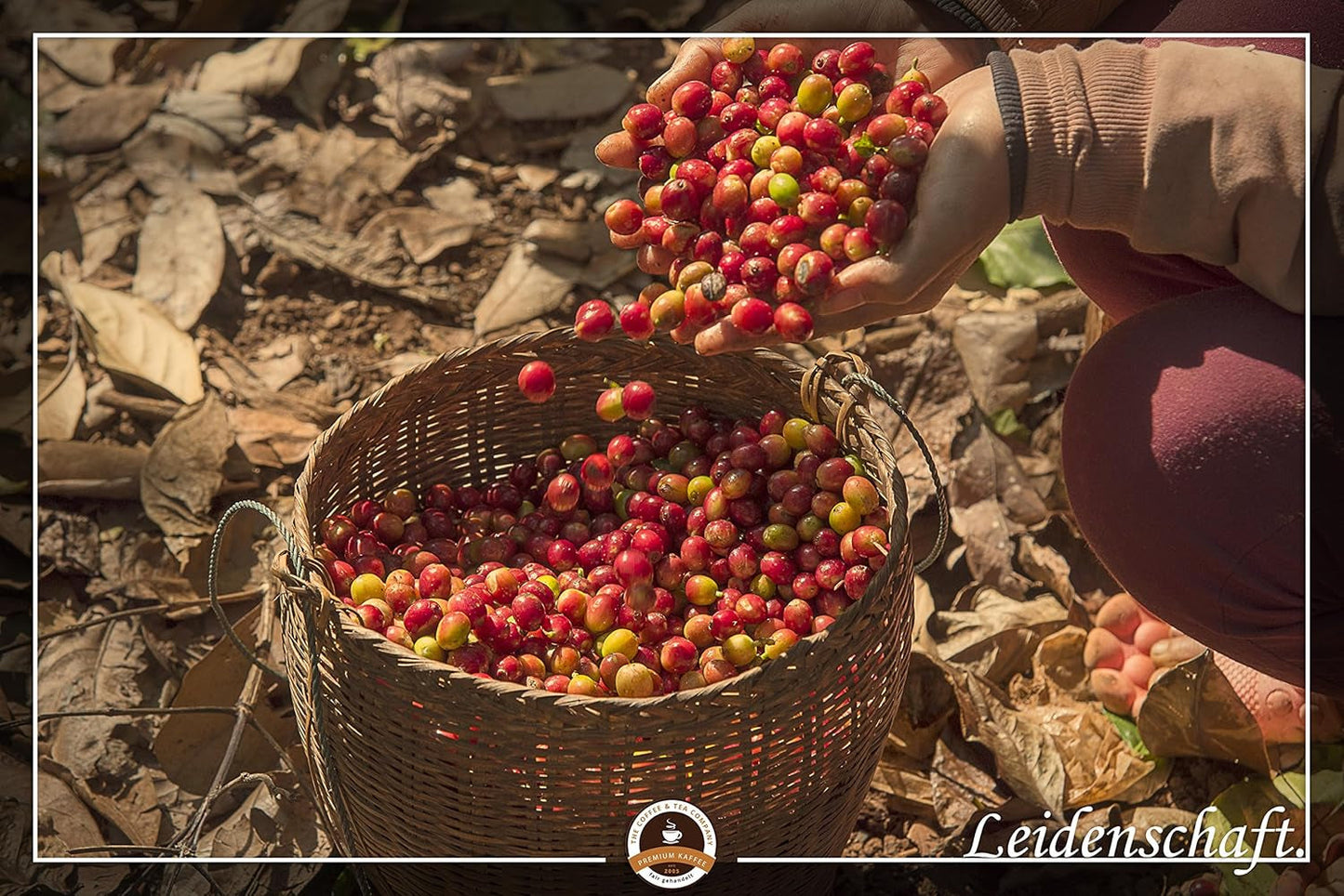 Jumbo Kaffee | Elefantenkaffee Maragogype (1000 g, Ganze Bohnen) - Die größten Bohnen der Welt, ohne Säure, extra mild