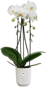 elho Vibes Fold Orchid High 12.5cm – Ghiveci pentru orhidee de interior – Ghivece de flori de interior – Plastic 100% reciclat – Alb/Alb mătăsos