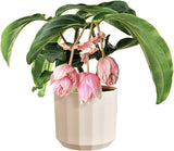 Ghiveci rotund elho Facet 23cm - pentru interior - 100% plastic reciclat - Ø 22,7 x H 20,4 cm - Roz/Roz migdală
