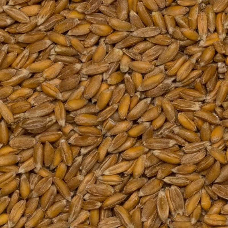 Boabele de speltă organice Wholefood Earth – 3 kg | Fără OMG | Vegan | Bogat în fibre | Certificat organic