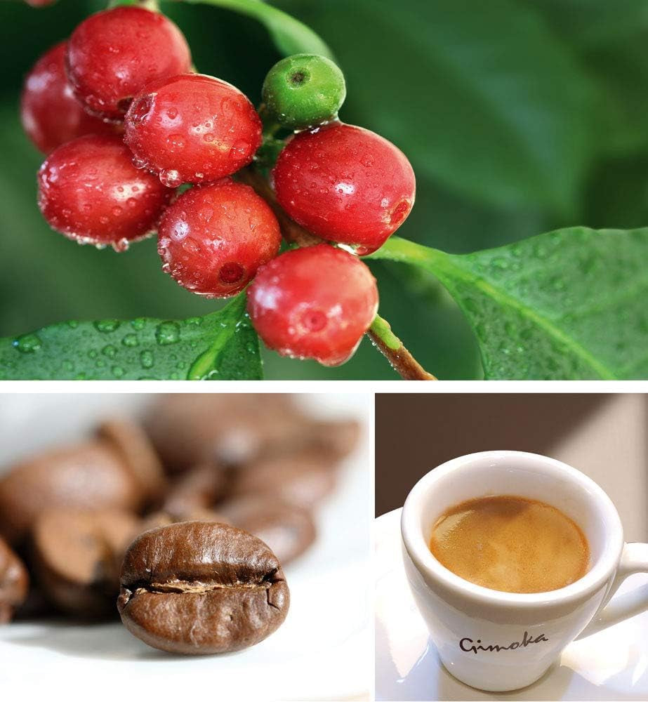 Gimoka Kaffeekapseln Espresso Intenso Kaffeemischung, Intensität 12-144 Kapseln Kompatibel mit Lavazza* A Modo Mio* Haushalts-Espressomaschinen, 144 Stück (4 x 36 Getränke) Hergestellt in Italien