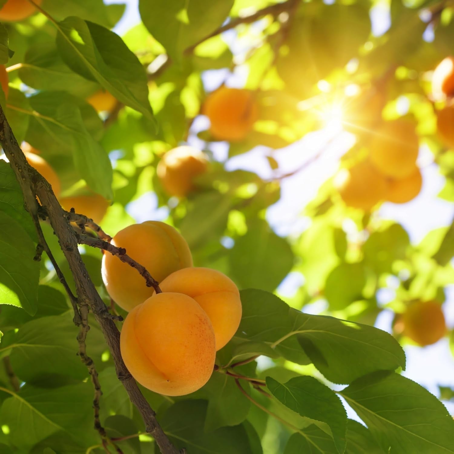 Mundo Feliz Caise uscate cu sâmburi din agricultura ecologică, 2 x 500 g Produse deshidratate Magazinul meu